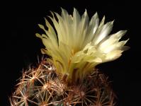 Thumbnail of 0763_Coryphantha retusa_20130905_01(1).JPG